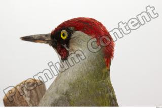 Green Woodpecker - Picus viridis 0011